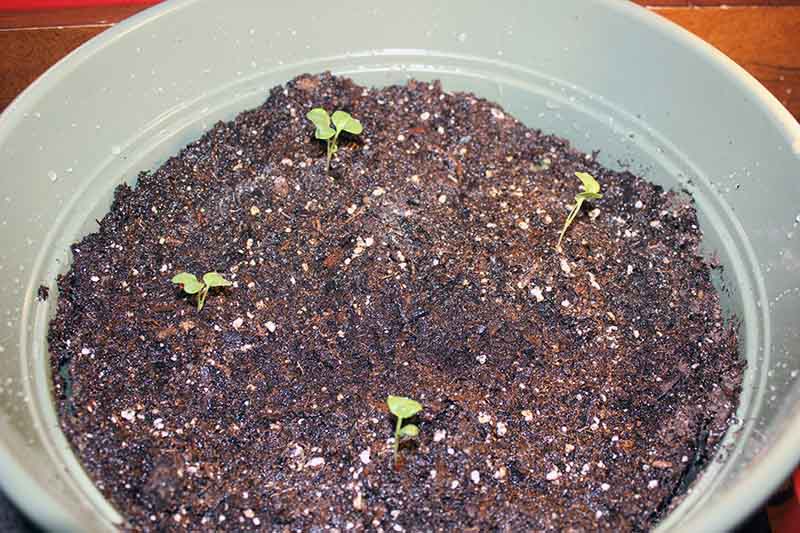 A close up picture of a plastic pot containing rich soil and recently planted seedlings.