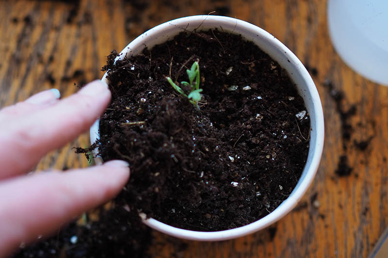 A close up of a hand from the left of the frame putting soil around a young plant in a white circular container set on a wooden surface.