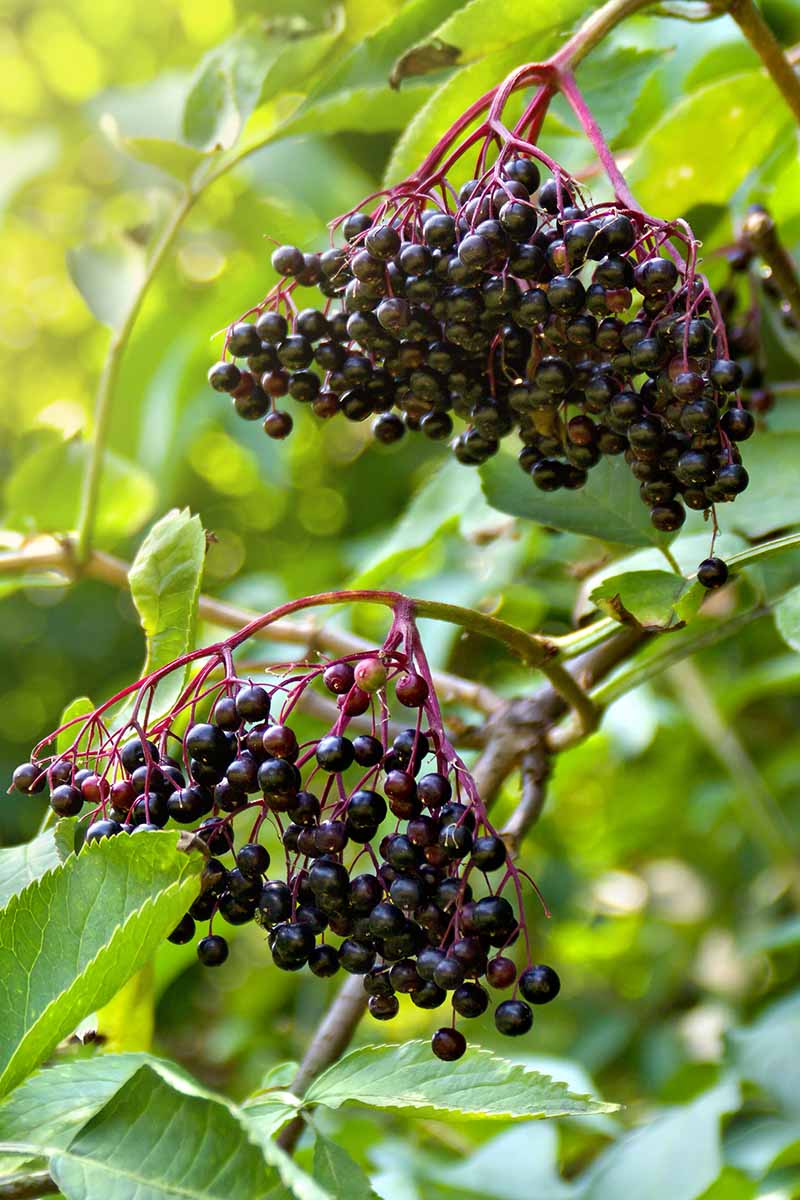 A vertical picture of the clusters of dark purple, ripe fruit of the Sambucus nigra pictured in light sunshine on a soft focus background.