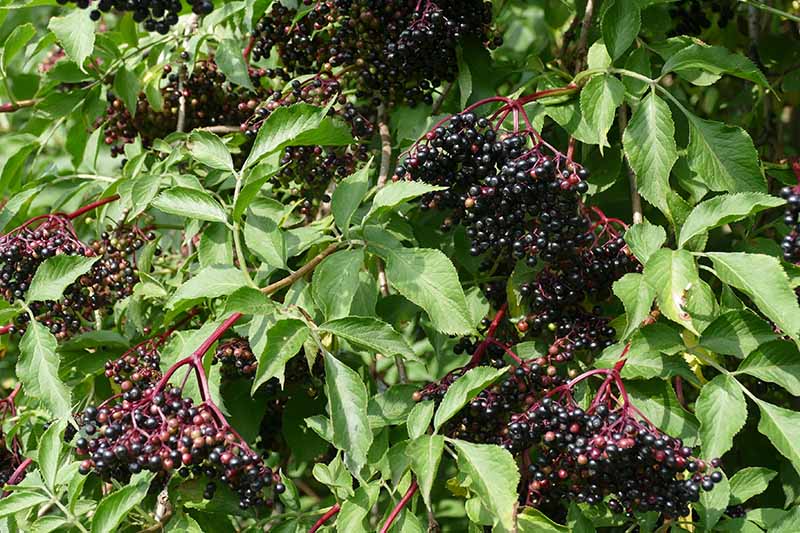 A close up of clusters of dark purple, ripe fruit of Sambucus nigra, surrounded by foliage, pictured in bright sunshine.