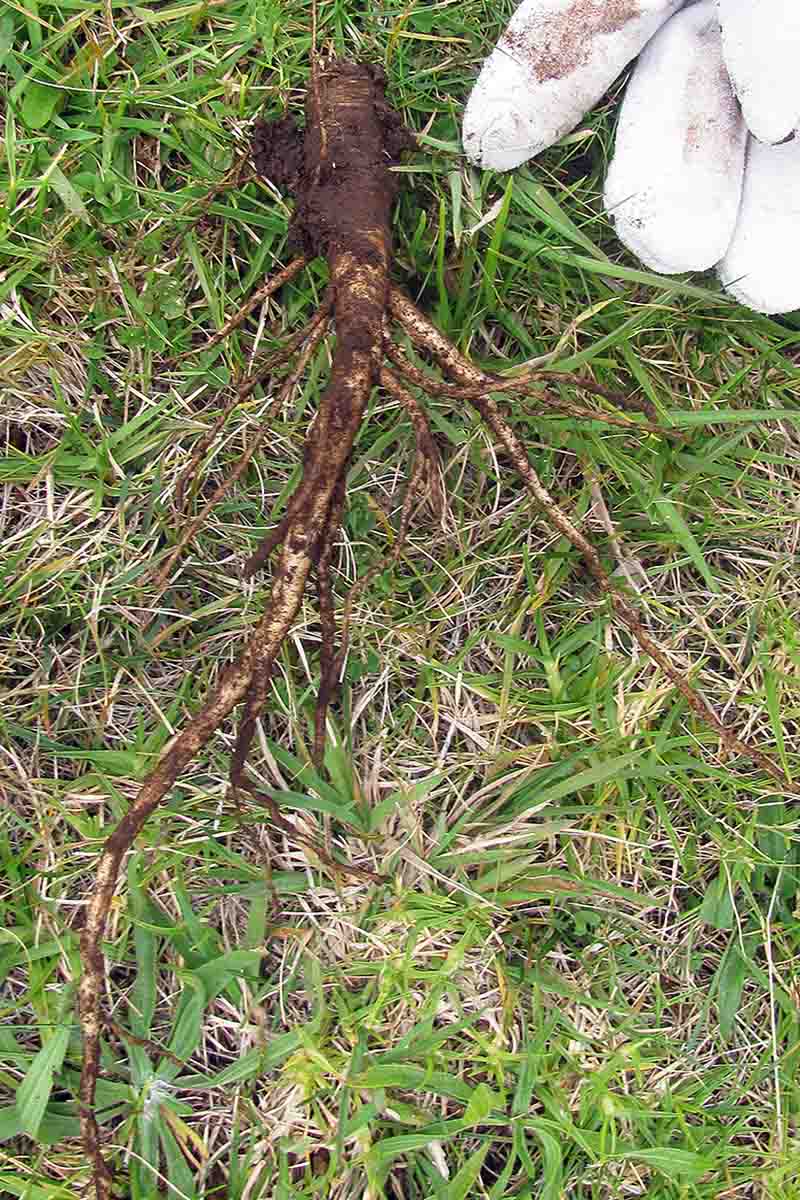 A vertical picture of a gloved hand in the top right of the frame pointing to a root of the Queen Anne's lace plant that has been dug out of the ground and set on a grassy lawn. The root is covered with soil and shows a distinct long taproot with woody secondary roots.