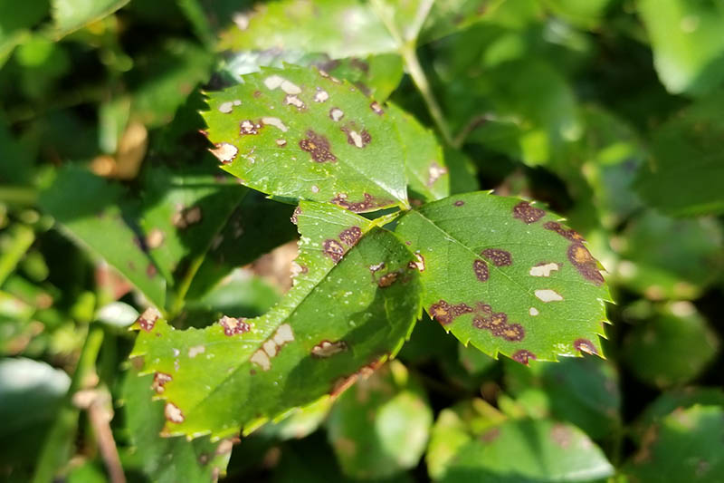 A close up of bright green leaves suffering from black spot.