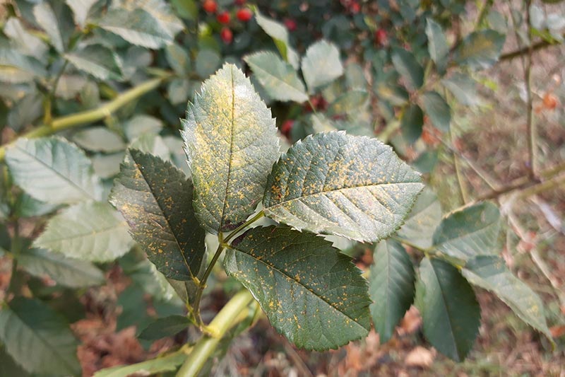 A close up of the foliage of a rose plant suffering from fungal rust. The green leaves are turning a light brown, rusty color.