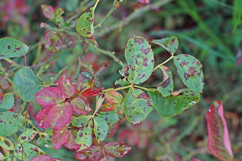 A close up of foliage suffering from black spot. The green leaves are covered with black patches in the center and at the edges.