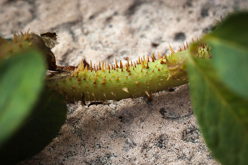 A close up of the stem of a plant suffering from rose rosette disease showing the large number of tiny new thorns, set on a stone background.