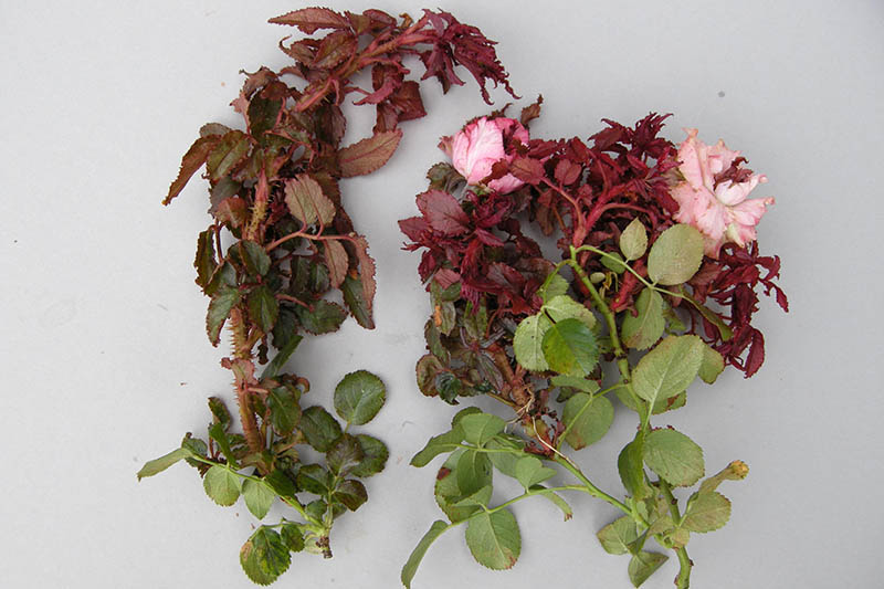 A close up of a section of rose bush afflicted by the devastating rose rosette disease, with red foliage and a large number of new thorns on the stems, set on a white surface.