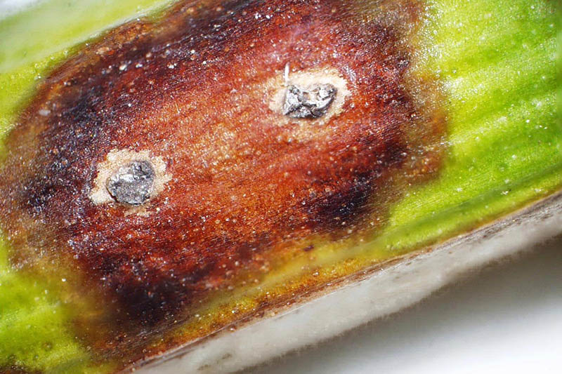 A close up of a green stem showing characteristic dark spots of stem canker.