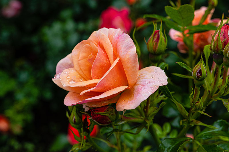 A close up of a peach colored rose growing in the garden with water droplets on the petals and bright green foliage, pictured on a soft focus background.