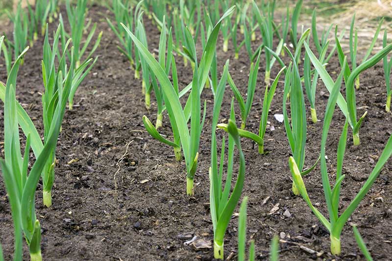 A close up horizontal image of rows of Allium sativum growing in rows in the garden in rich soil.