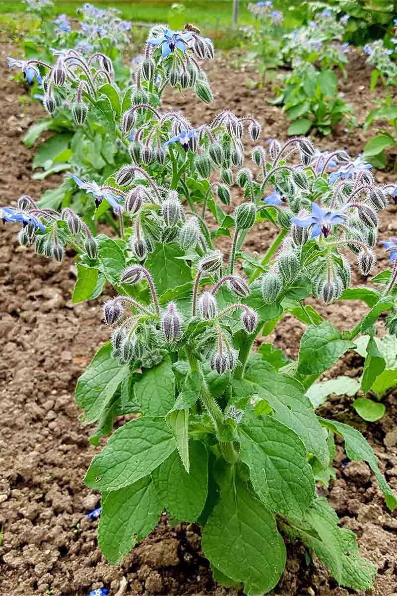 A vertical picture of Borago officinalis growing in rows in the garden for use as a green manure.