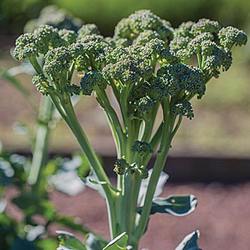 A close up of a 'Royal Tenderette' variety of Brassica oleracea var italica growing in the garden on a soft focus background.