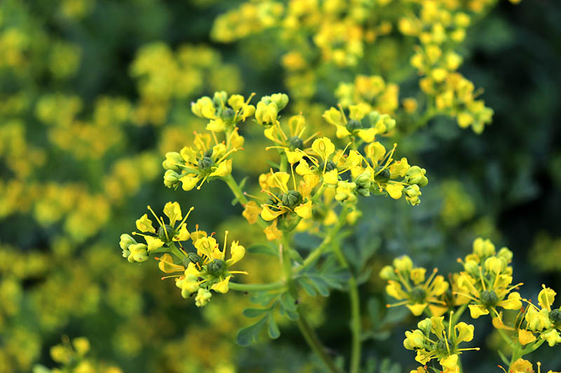 A close up of rue growing in the garden with tiny yellow flowers on long stalks, on a soft focus green background.