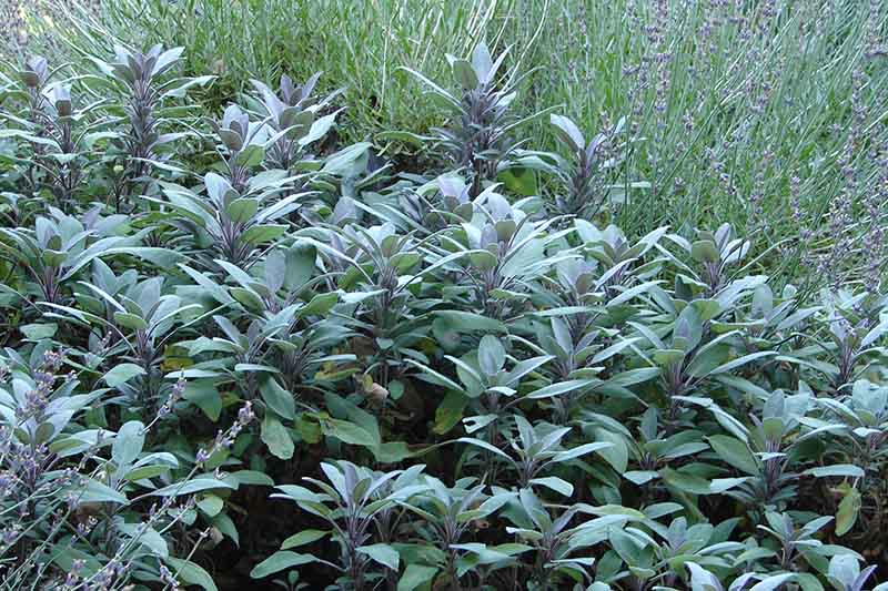 A close up of a large patch of sage growing in the garden with grass in the background.