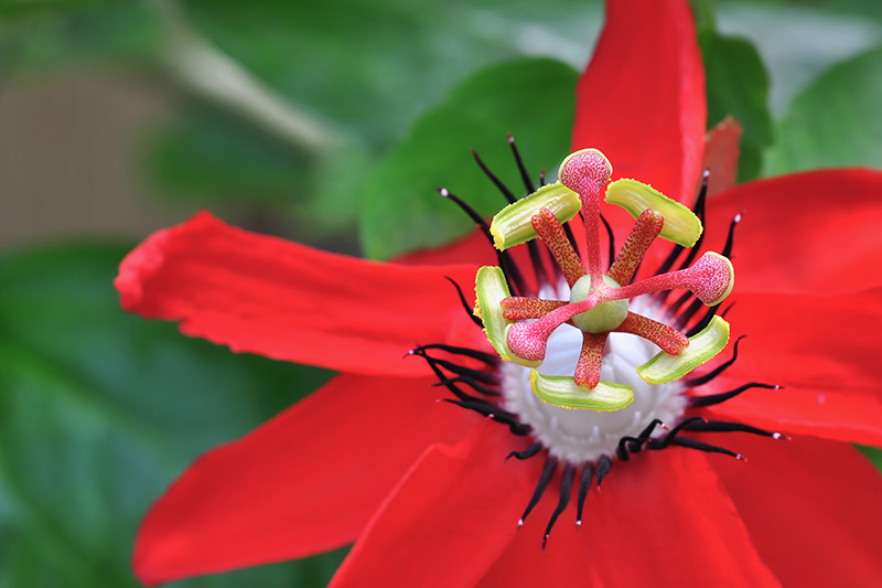 A close up of a scarlet red Passiflora bloom on a green soft focus background.