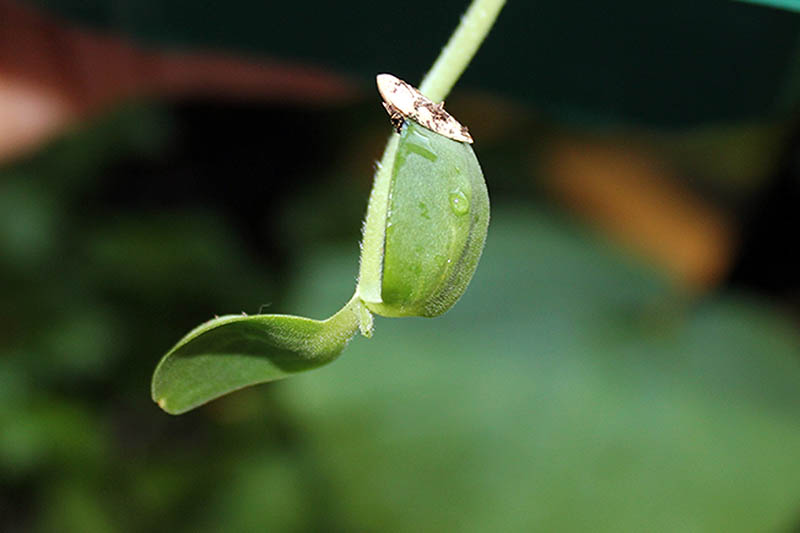 A close up of a recently germinated seed showing the seed casing still attached to the young sprout.
