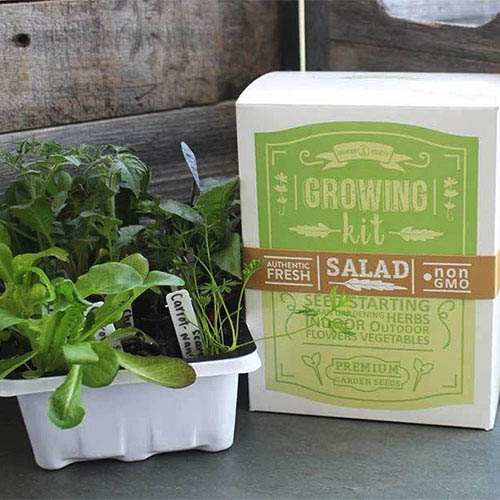 A close up of a green and white box set on a gray surface next to a seed starting tray containing salad seedlings.