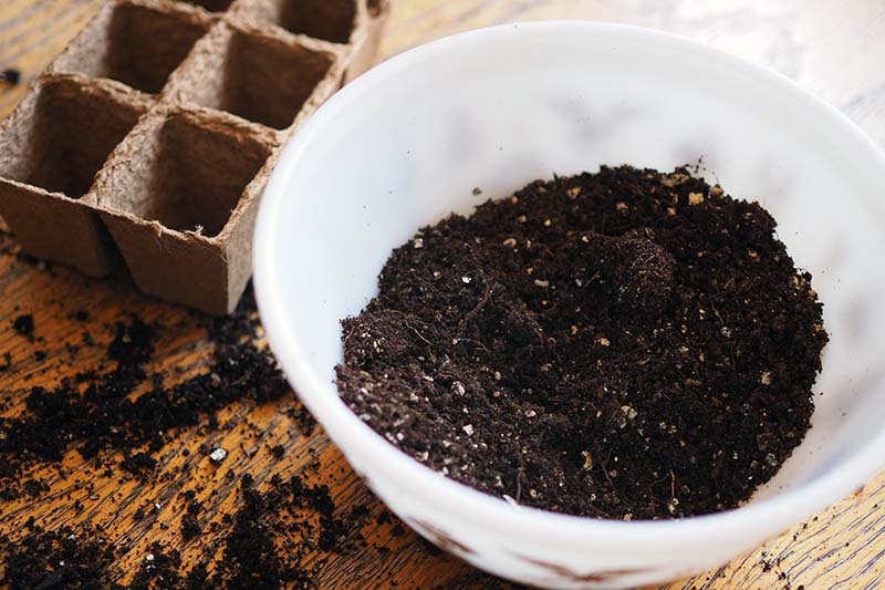 A close up of a white bowl containing rich dark potting soil, set on a wooden surface with biodegradable seed starting pots in the background in soft focus.