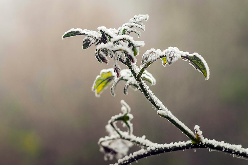 A close up of a small young plant covered in a light frost on a soft focus background.