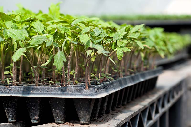 A close up of a large black tray of young plants growing in a greenhouse on a soft focus background.