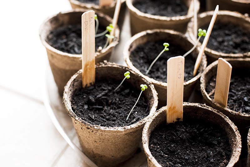 A close up of round seedling pots with wooden plant markers stuck into the soil on a white background.