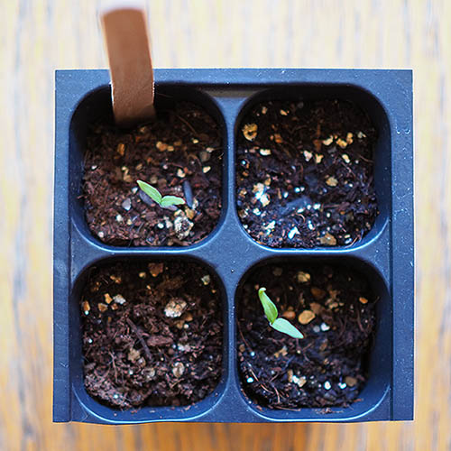 A top down close up picture of a black plastic seed starting tray with four cells, containing rich potting soil and tiny shoots just emerging, set on a wooden surface.