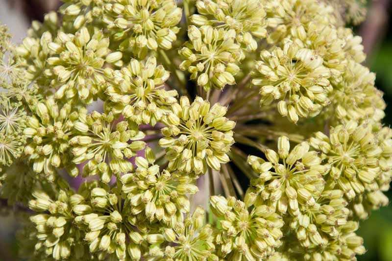 A close up of the seeds of A. archangelica on the flower stalk, pictured in bright sunshine on a soft focus background.