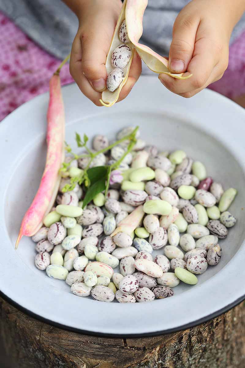 A close up vertical picture of hands from the top of the frame shelling beans into a white bowl.
