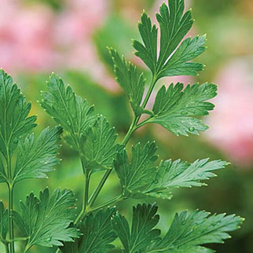 A close up of a parsley plant growing in the garden on a soft focus background.