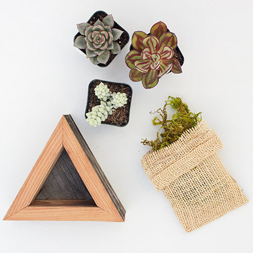 A top down close up of the contents of a triangle succulent planting kit with a wooden triangle planter, three plants in small pots, and a bag of moss.