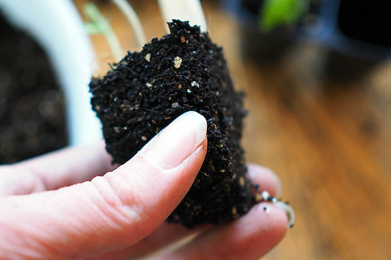 A close up of a hand from the left of the frame holding the roots of a seedling on a soft focus background.