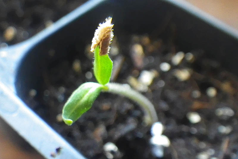 A close up of a tiny seedling just starting to germinate with dark soil in soft focus in the background.