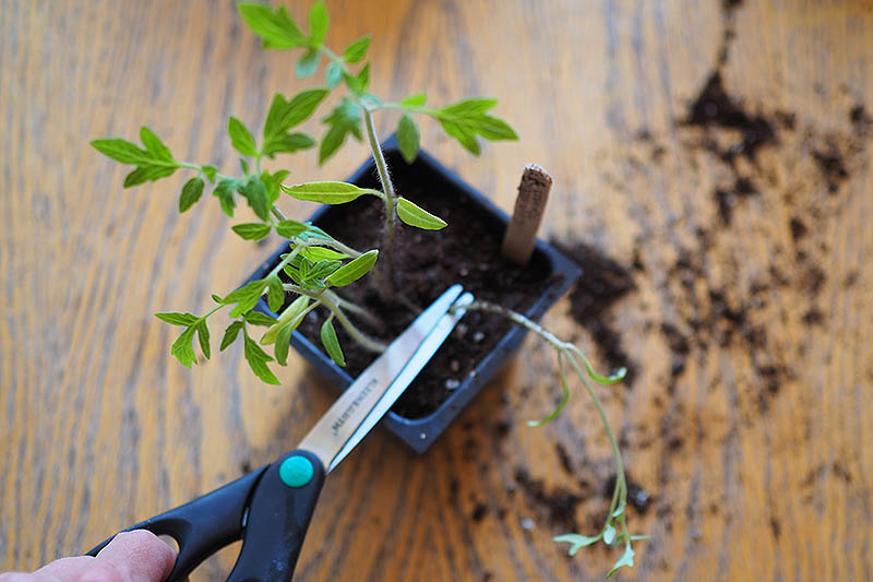 A close up of a hand from the left of the frame holding a pair of scissors snipping off a weaker seedling in order to thin the plants in the small plastic tray.