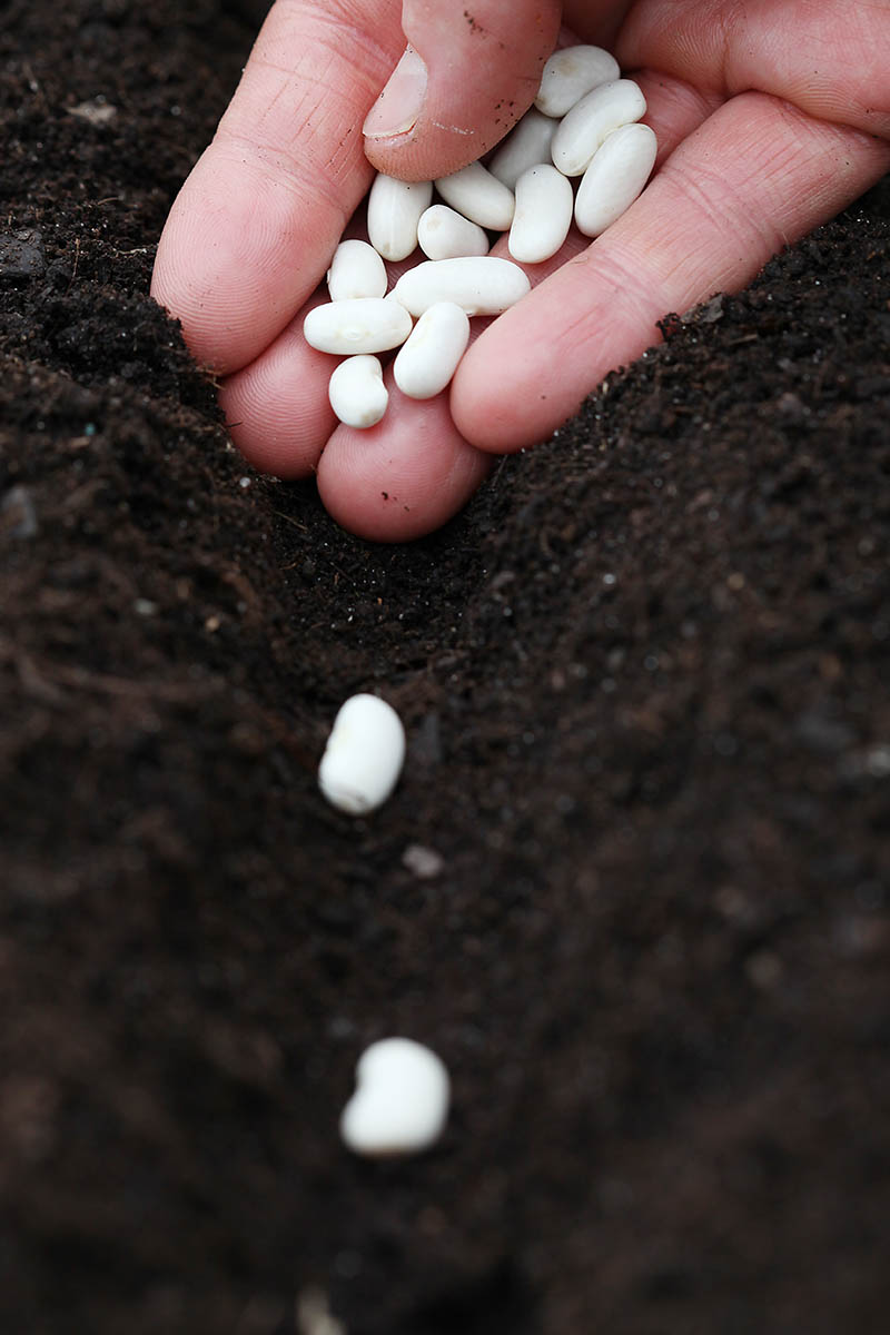A close up vertical picture of a hand from the top of the frame sowing seeds into a rich, dark soil in the garden.