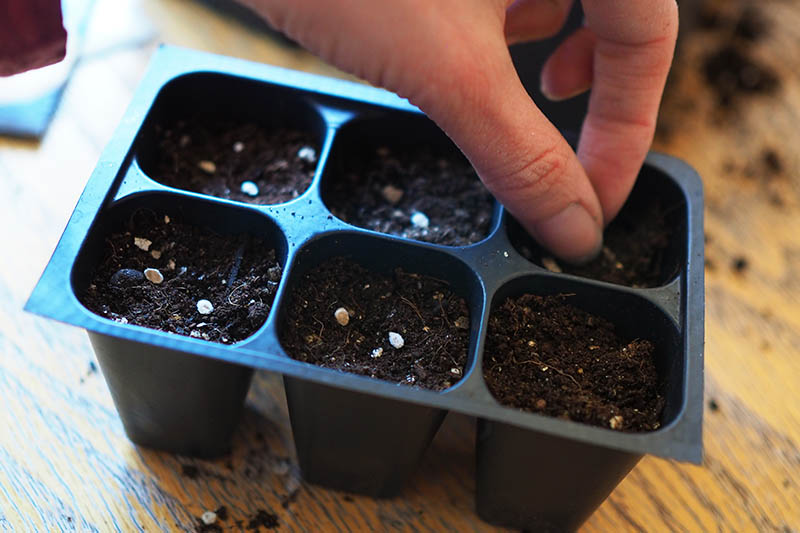 A close up of a hand from the top of the frame sowing tiny seeds into a 6-cell planting tray set on a wooden surface.