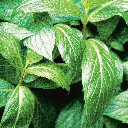 A close up of the bright green leaves of spearmint plant on a soft focus background.