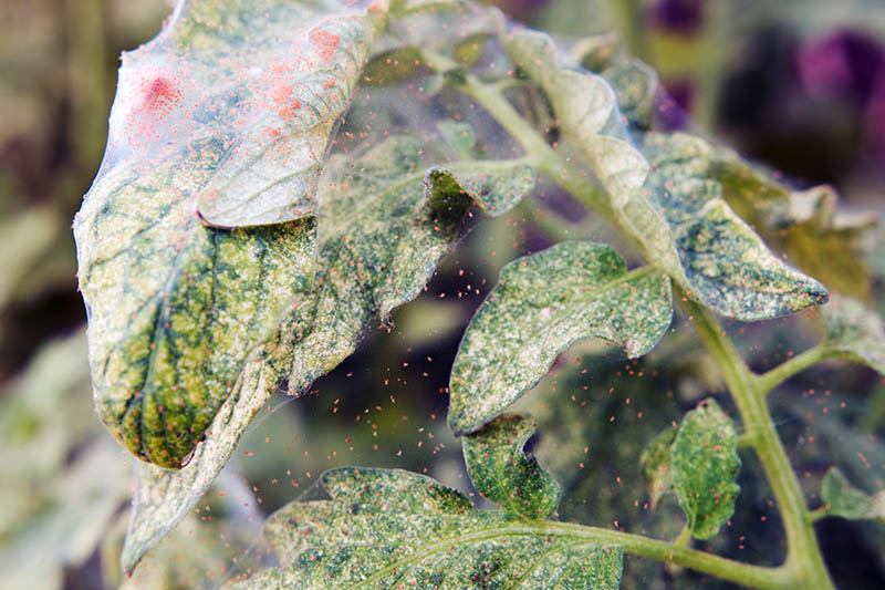 A close up of the leaves of a tomato plant covered in red spider mites on a soft focus background.