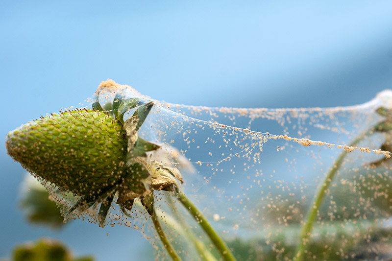 A close up of spider mites making a web on a small green, unripe strawberry plant on a blue soft focus background.