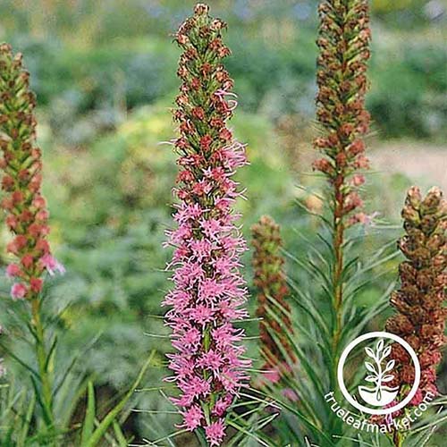 A close up of the tall pink flowers of Liatris spicata growing in the garden on a soft focus background. To the bottom right of the frame is a white circular logo and text.