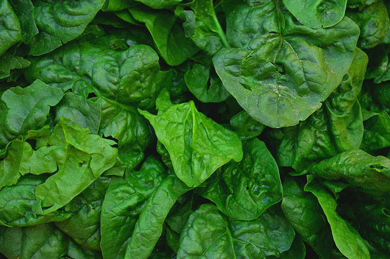 A close up background picture of dark green spinach leaves.