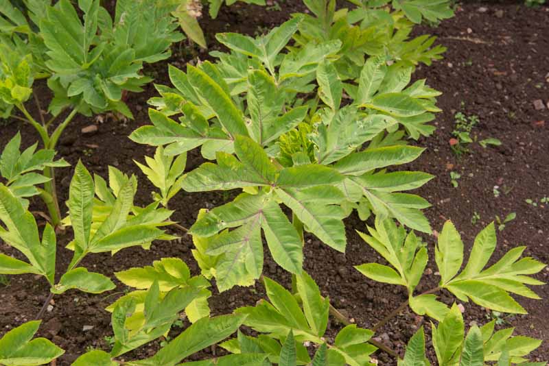A close up top down picture of the spring foliage of A. archangelica growing in the garden in dark rich soil in the background.