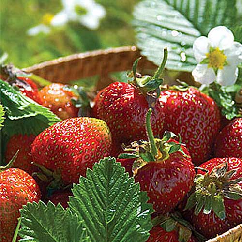A close up of a bowl containing 'Jewel' strawberries, pictured in bright sunshine with a white flower in the background in soft focus.