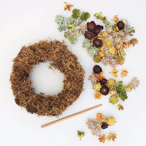 A close up of the contents of a succulent wreath kit, including small succulent plants and a sphagnum moss base.