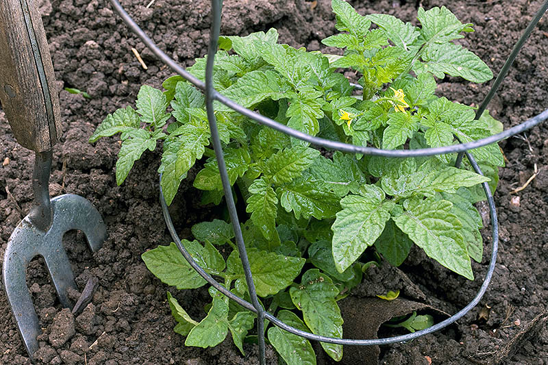 A close up of a young tomato plant in the garden with a wire cage surrounding it to provide support. To the left of the frame is a garden fork.