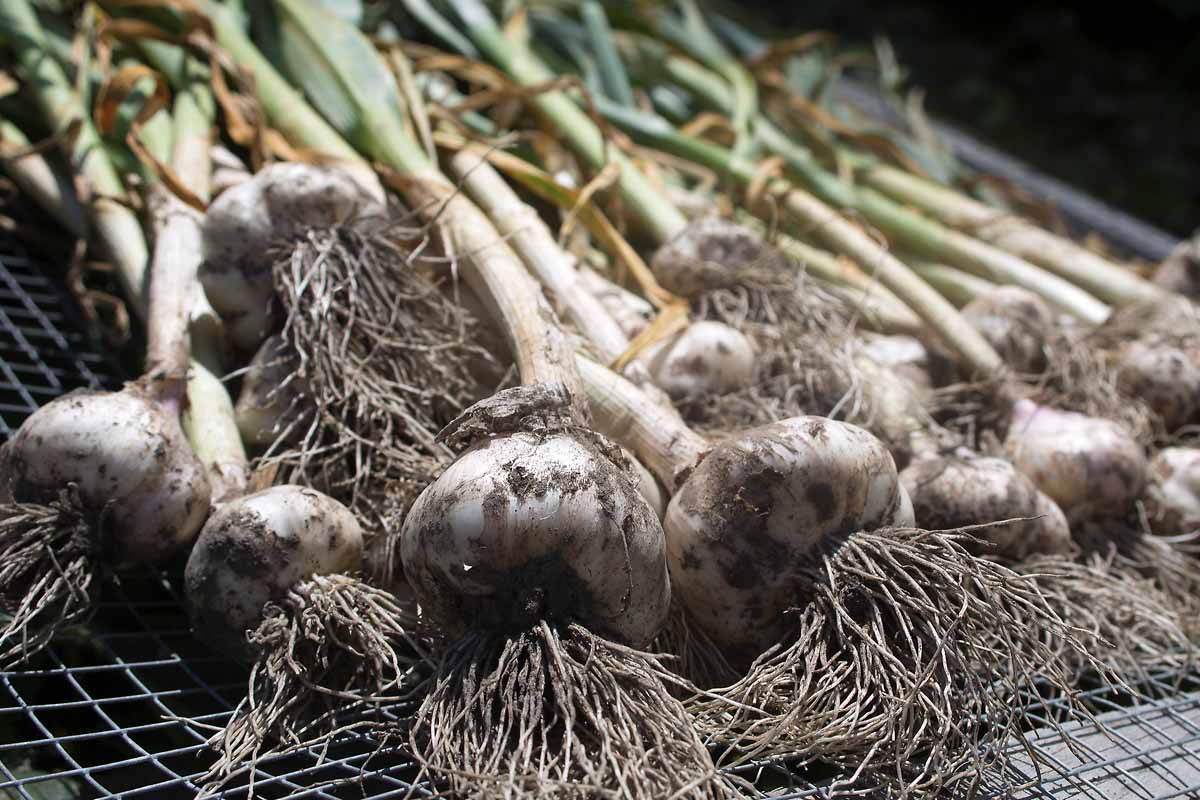 A close up of Allium sativum bulbs with the roots and foliage still attached, set out to dry on a wire mesh in the sun.