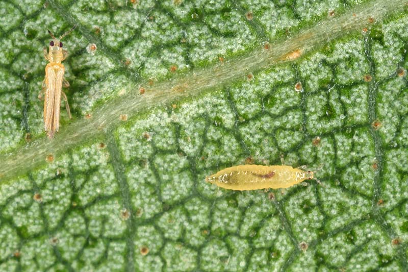 A close up of two tiny thrips on a green leaf. The long narrow bugs are translucent and can cause damage to plants.