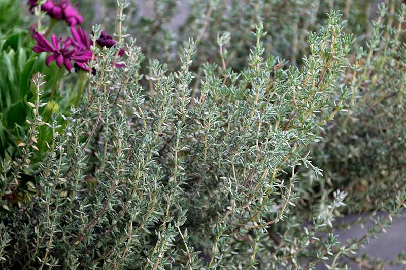 A close up of thyme growing in the garden with a purple flower in the background.