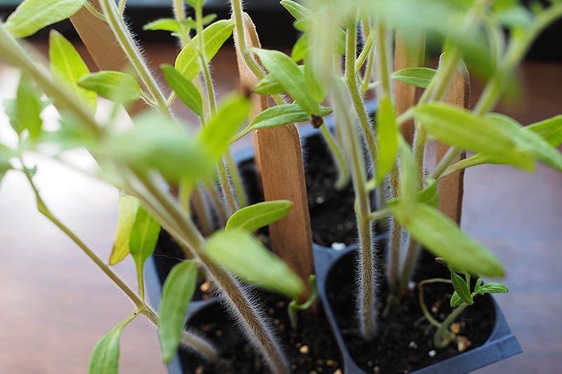 A close up of young plants in a plastic tray showing them planted very close together.