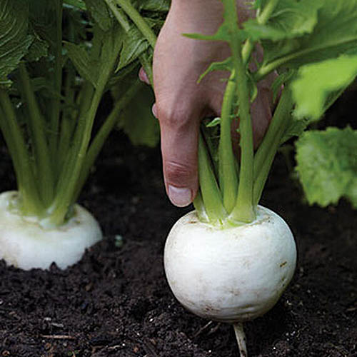 A close up of a hand from the top of the frame, gently pulling out a white 'Tokyo Cross' turnip from the dark soil.