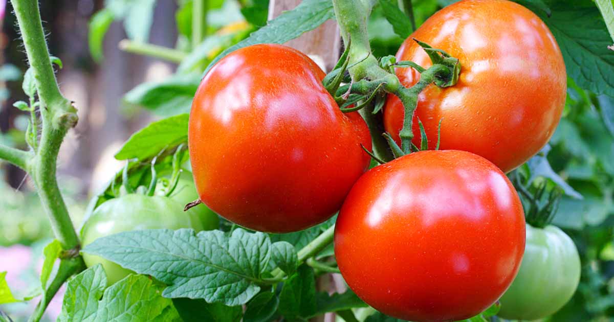 Tomato Plant Growing Guides, Tips, and | Gardener's