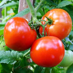 Three ripe red tomatoes growing on a plant in a home vegetable garden.